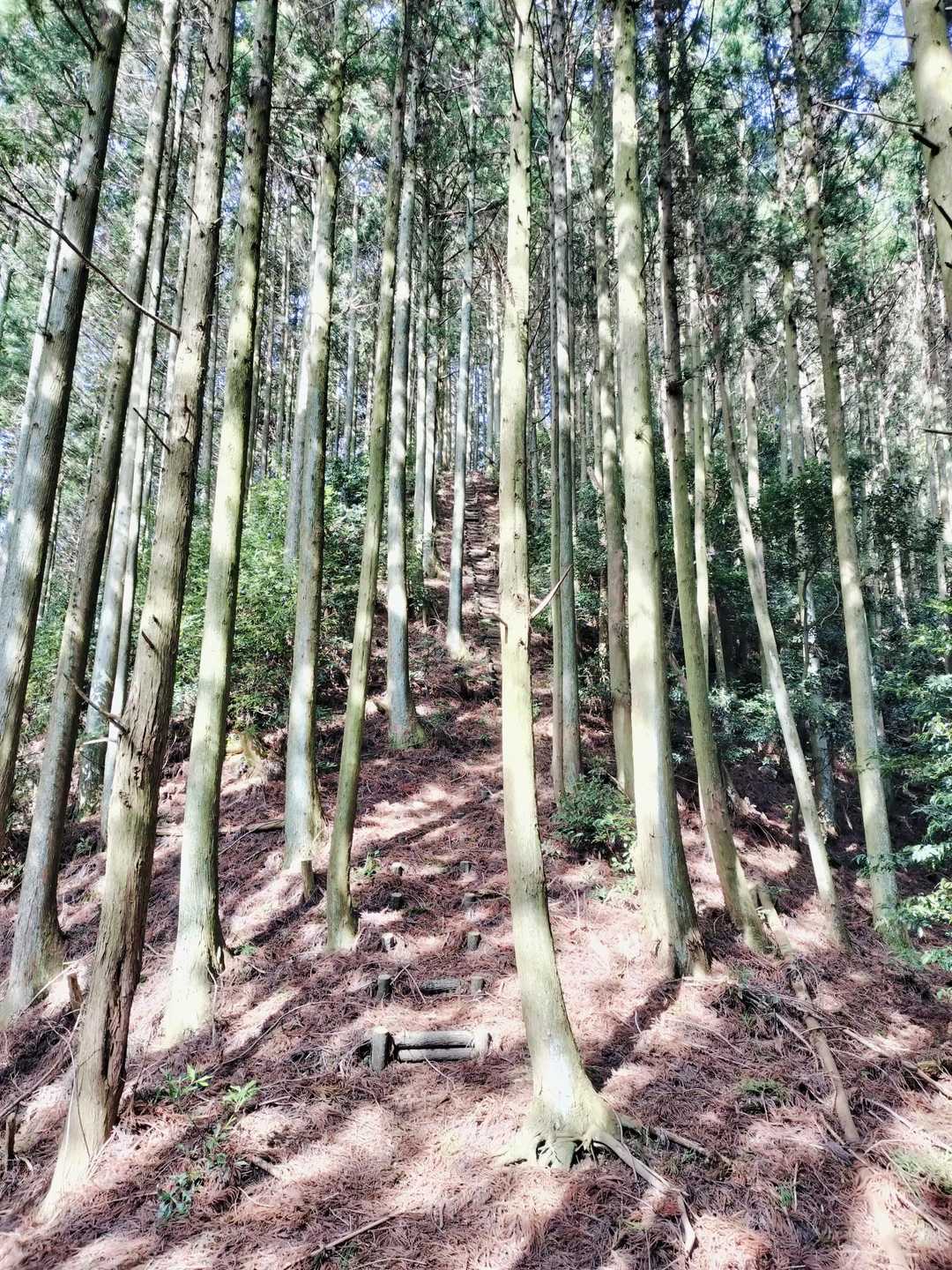 杉林の中　階段が見えてきましたよ　地味にきつい