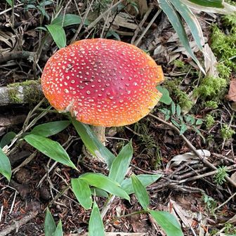直径約12cm、美味しそう。