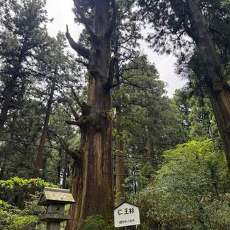 仁王杉🌳樹齢600年