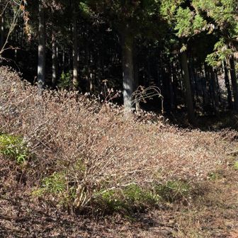 春に咲き誇れ❣️