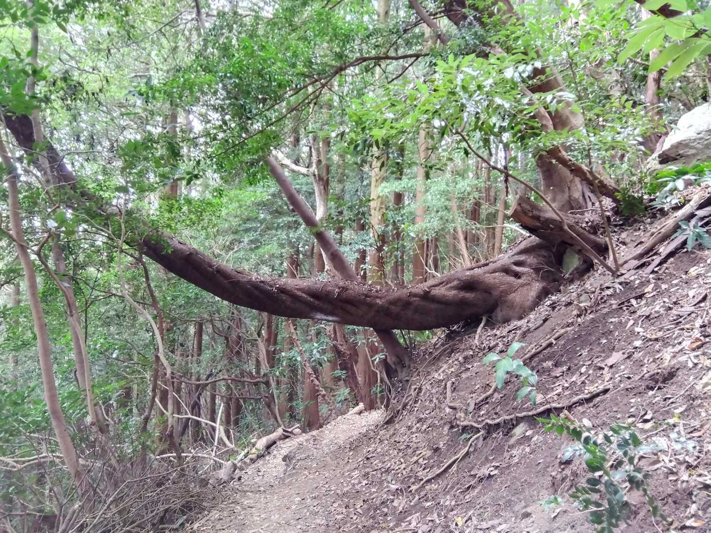 大迫力🌳