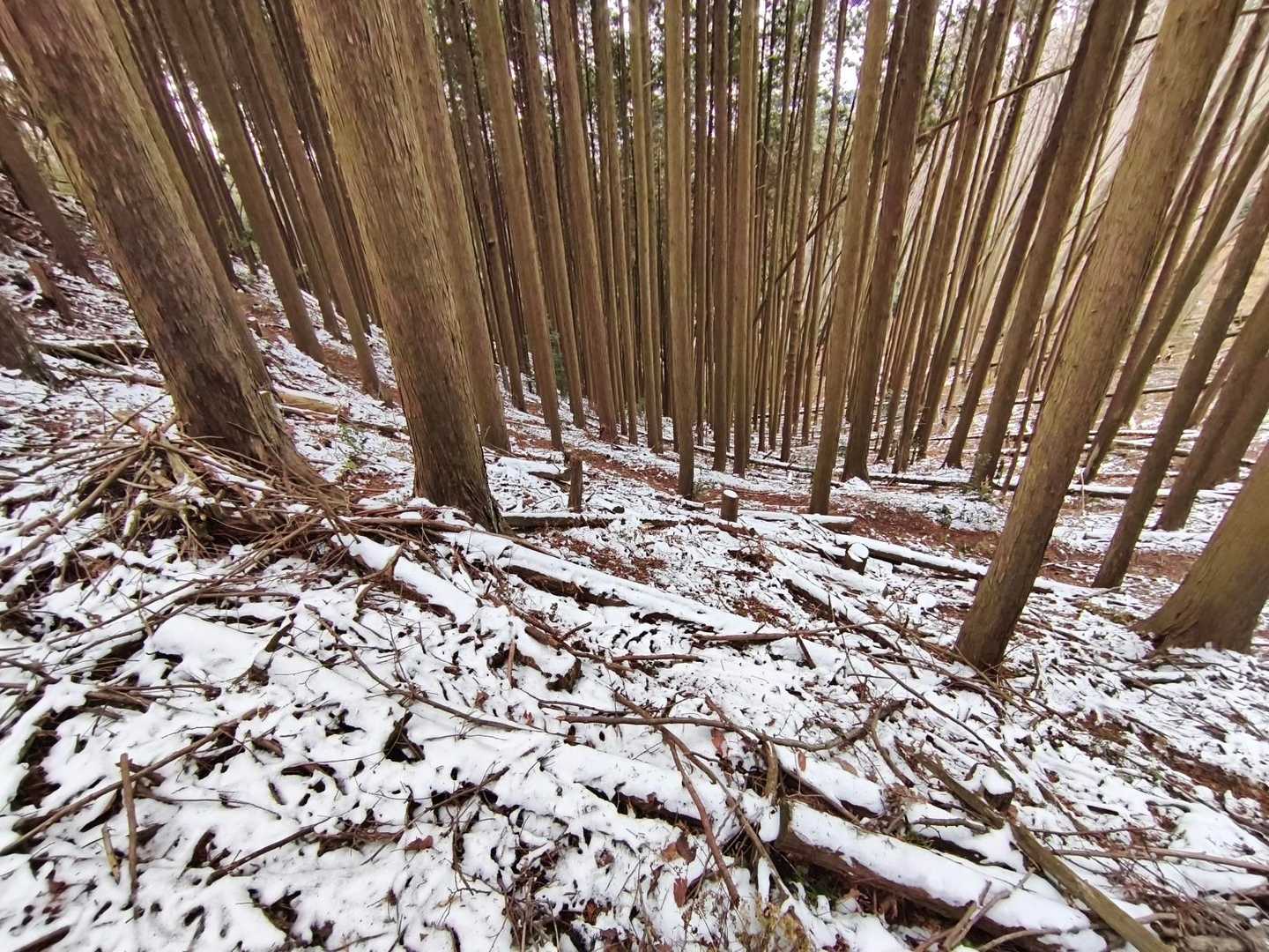 杉林と雪❗️