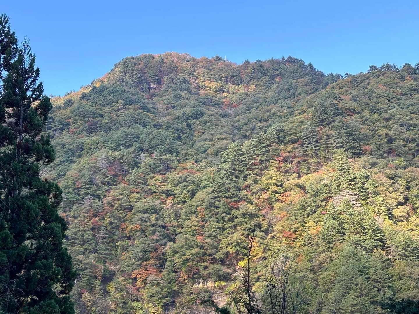 あのてっぺんの白い電波塔から
ここまで歩いてきたんだね🥹感無量