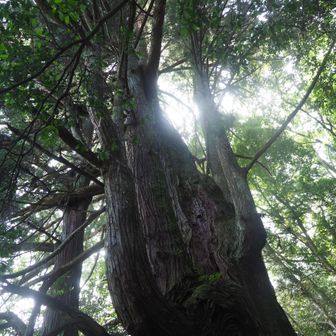 ちなみに、この千年杉、千年という名前をもらっていますが、広島県樹木医会の調査によると、推定樹齢は500～700年だとのこと。でも、500年であろうが700年であろうが、県内第3位の巨杉であることには変わりないのであって、とにかくすごいことに違いはありません。