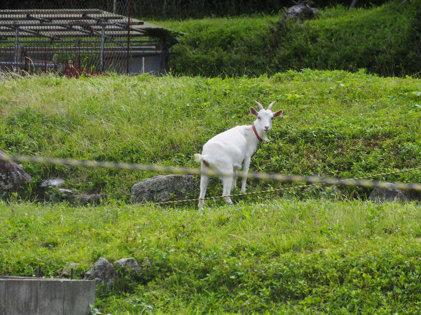 金輪寺-半国山-牛つなぎ広場 周回コースの写真