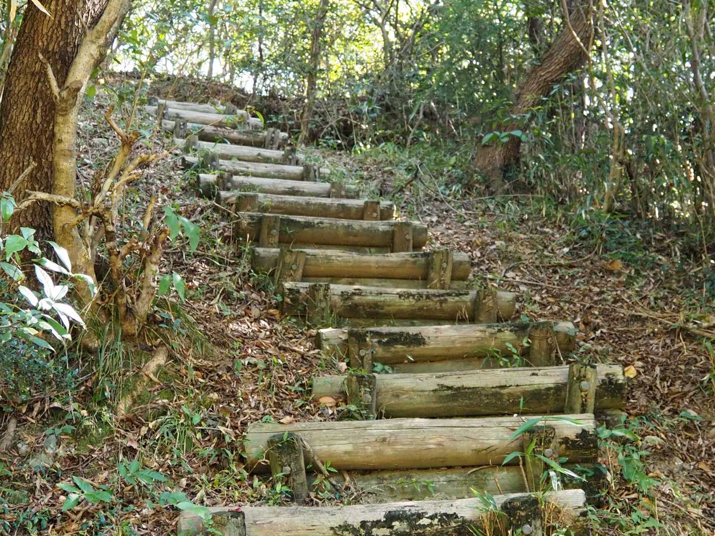 こんな階段登ります