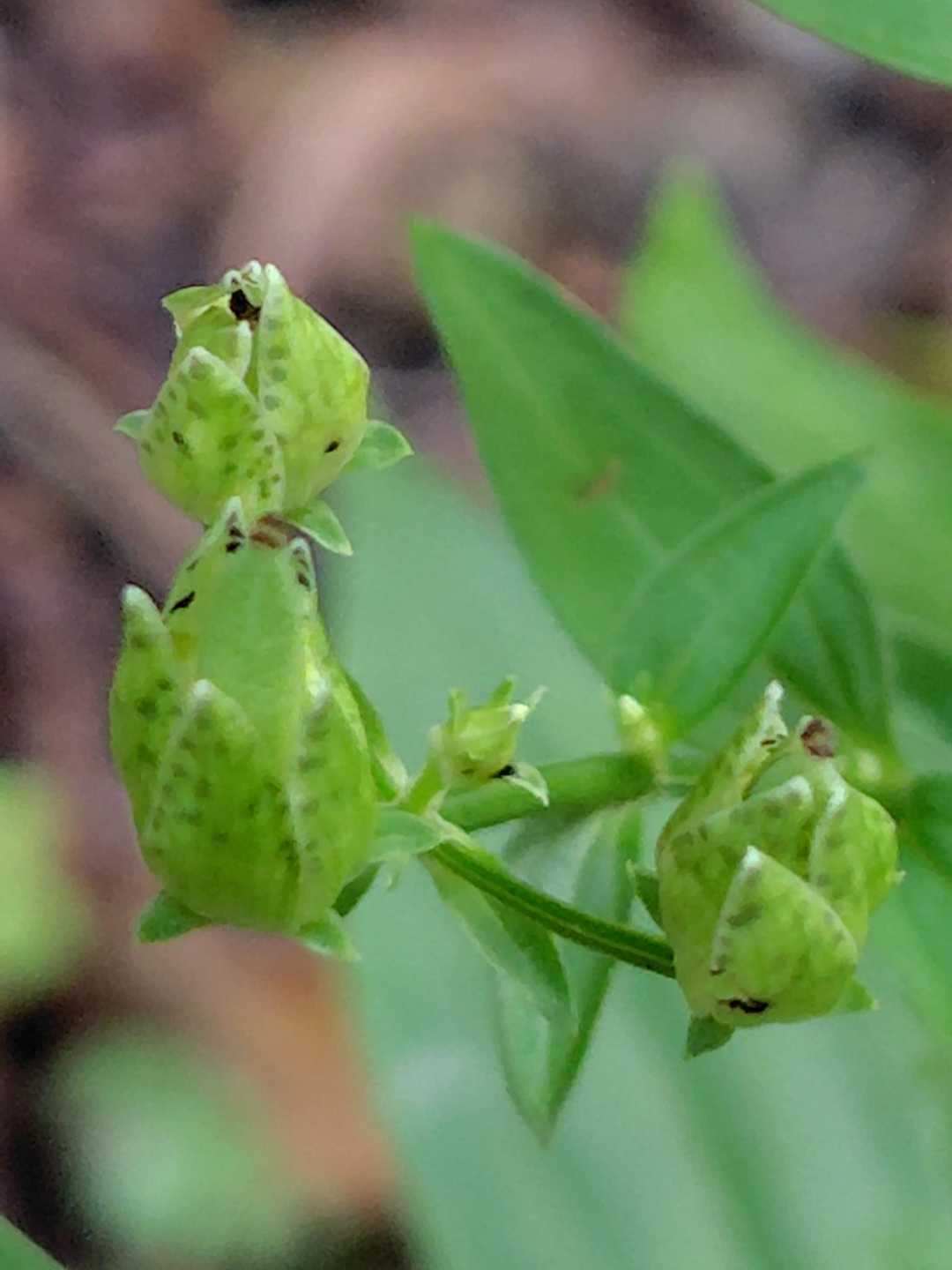 アケボノソウの蕾かな？🤗🤭🤭