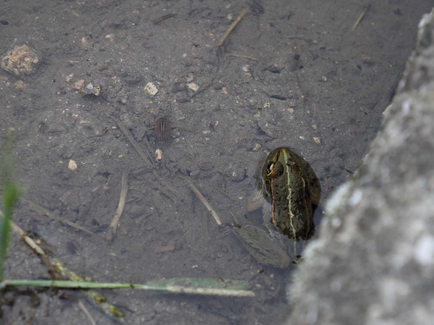 トノサマガエル🐸かな？の隣
コシマゲンゴロウ？！に出会えた🤩
