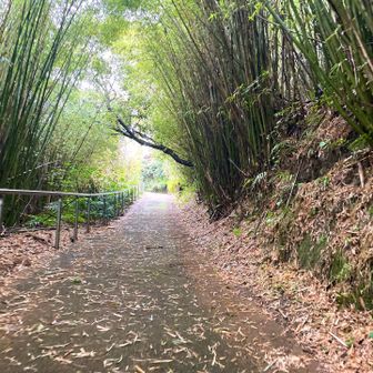 🎋に覆われた道を登ります
道中苔多くて滑るな危険⚠️です笑
