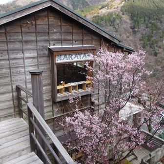 河津桜が満開です〜いい雰囲気ですね。