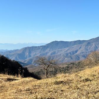 人が踊ってる🕺木が怖いです😱𐤔𐤔𐤔