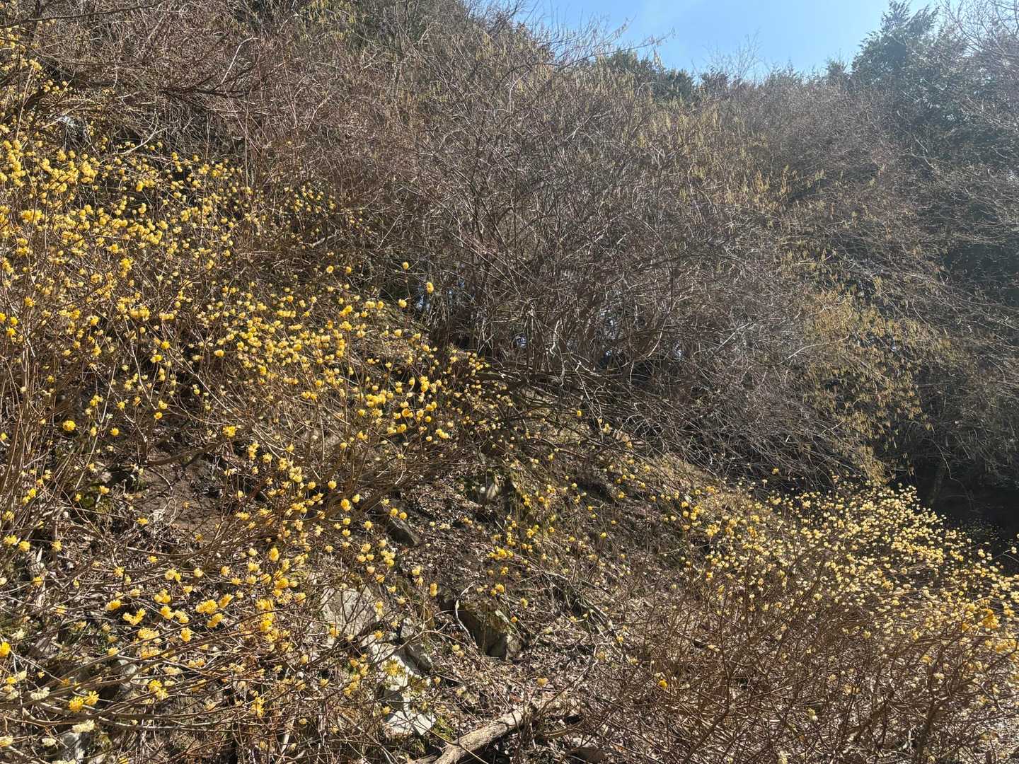 斜面に広がる🌼🌼🌼