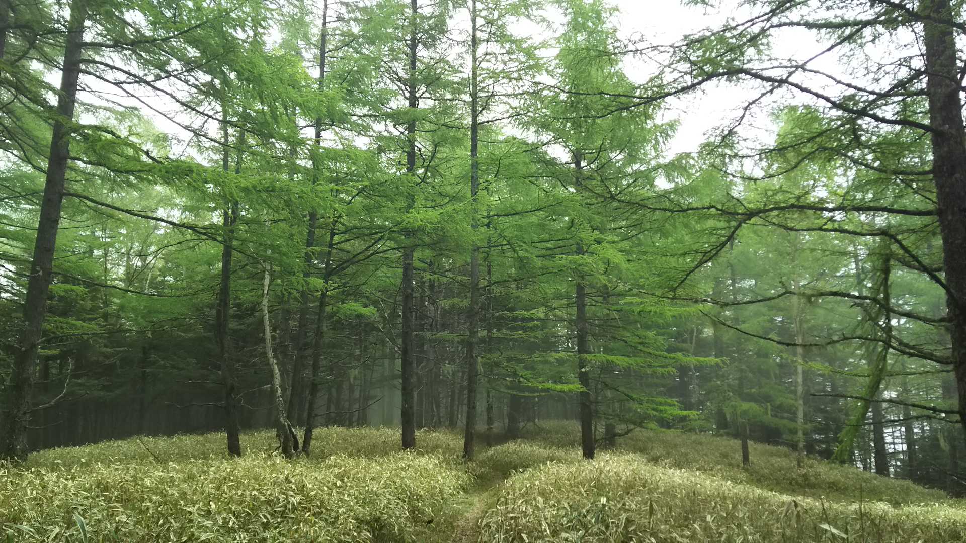 甘利山登山口-甘利山-大西峰-千頭星山-小西峰-御所山 周回コースの写真
