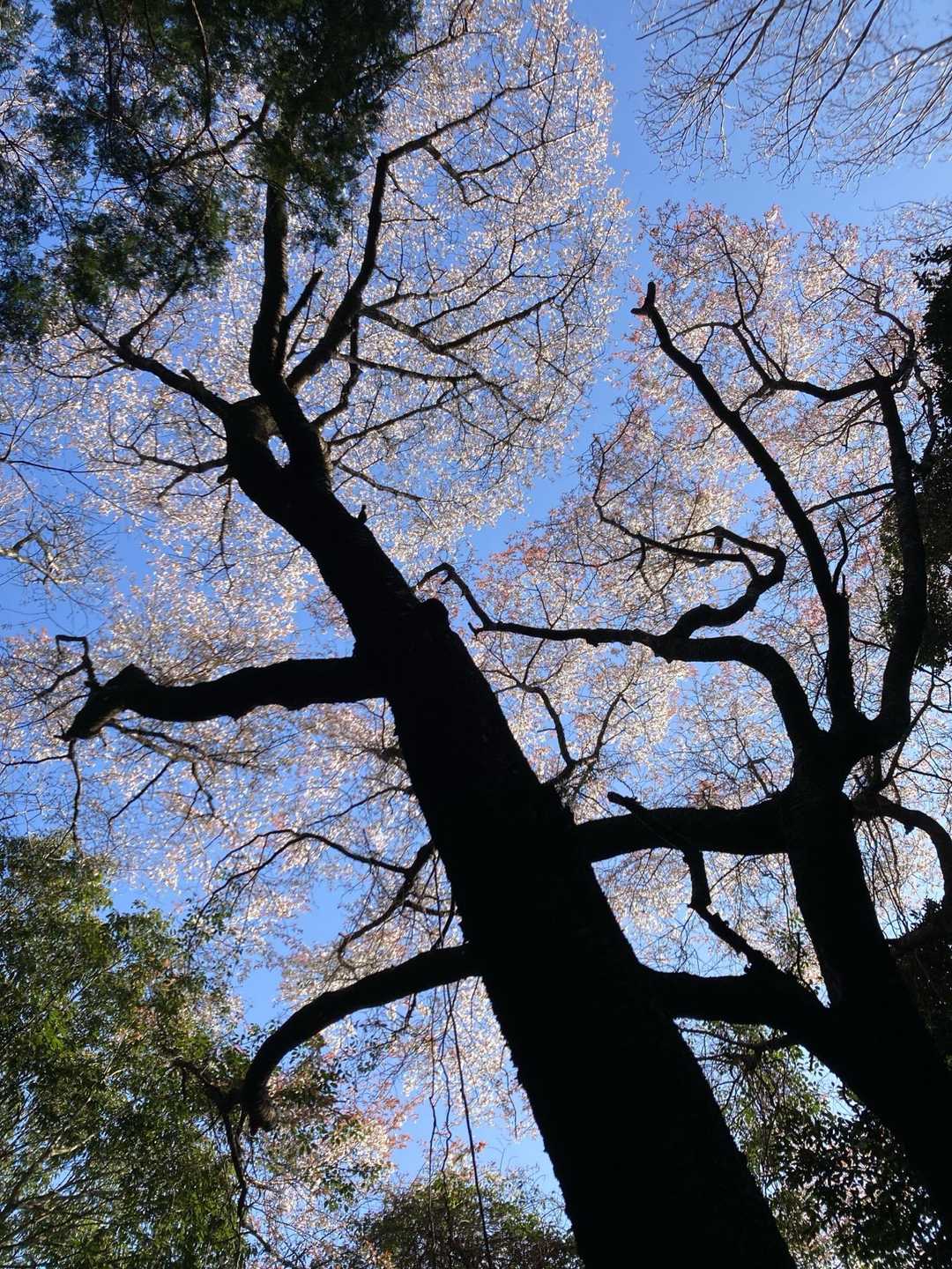 山桜満開
