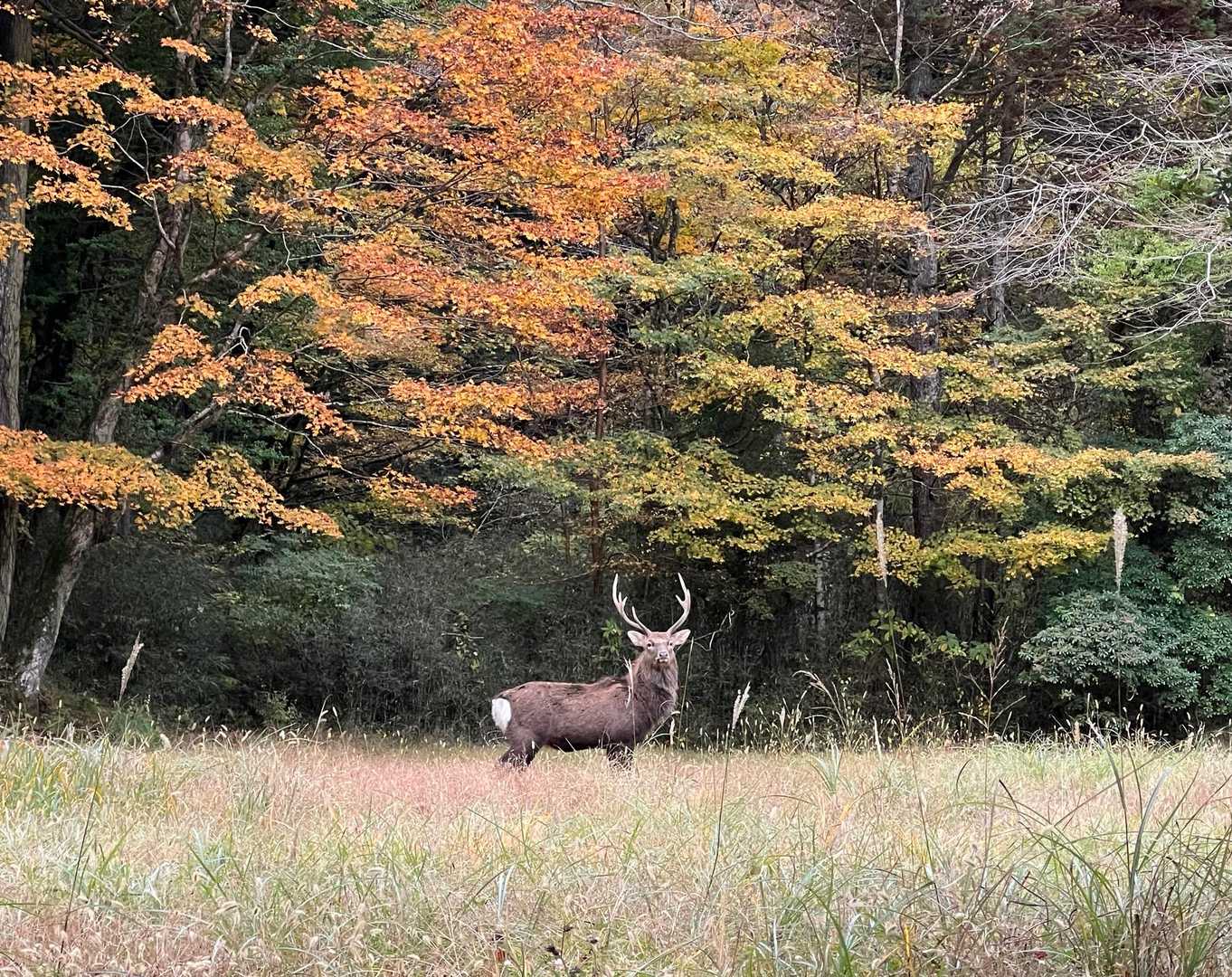 ロードまで降りてきたのに空き地に立派な雄鹿