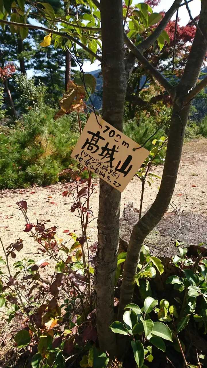 高城山の写真
