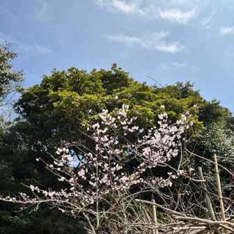 さんちょうの桜