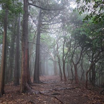 靄煙る

こういう山行もいいすね