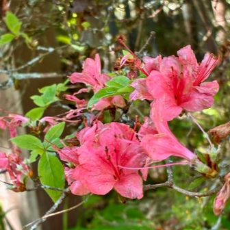ヤマツツジ登場❗️

山上のツツジ園のツツジは、このヤマツツジが最も多いようだ
ヤマツツジは紅色が主体だが、さまざまな色の変異があるという
