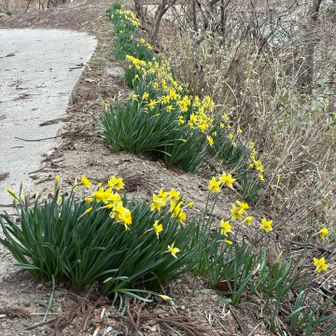 登山口近くでスイセン🌼
