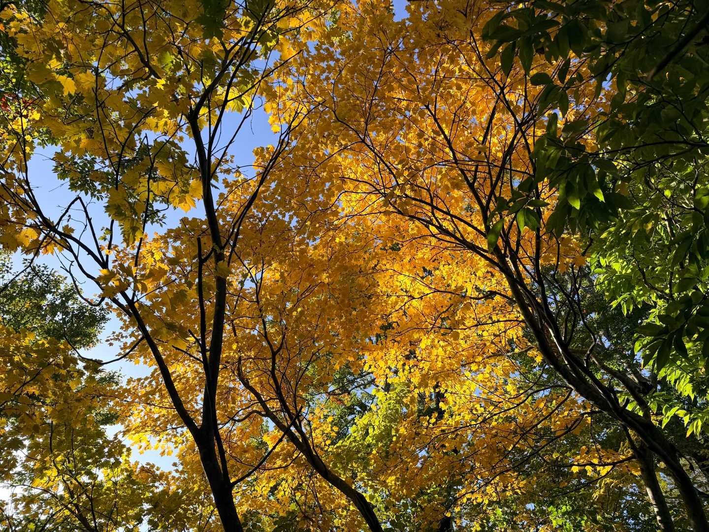 古寺鉱泉登山口-古寺山 往復コースの写真