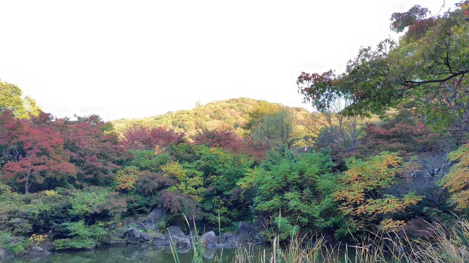 🍁始まっててますなぁ