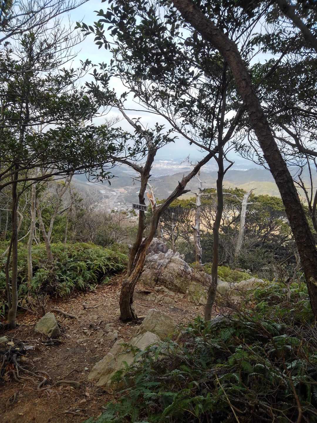 枯れ木展望地って名前みたい