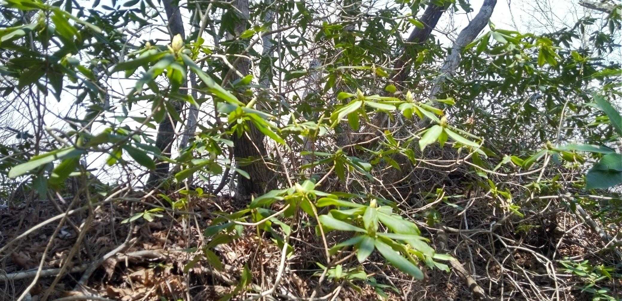 群生地は蕾でした