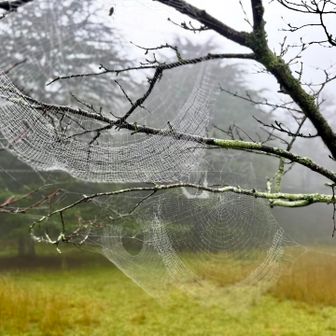 蜘蛛の巣🕸️🕸️