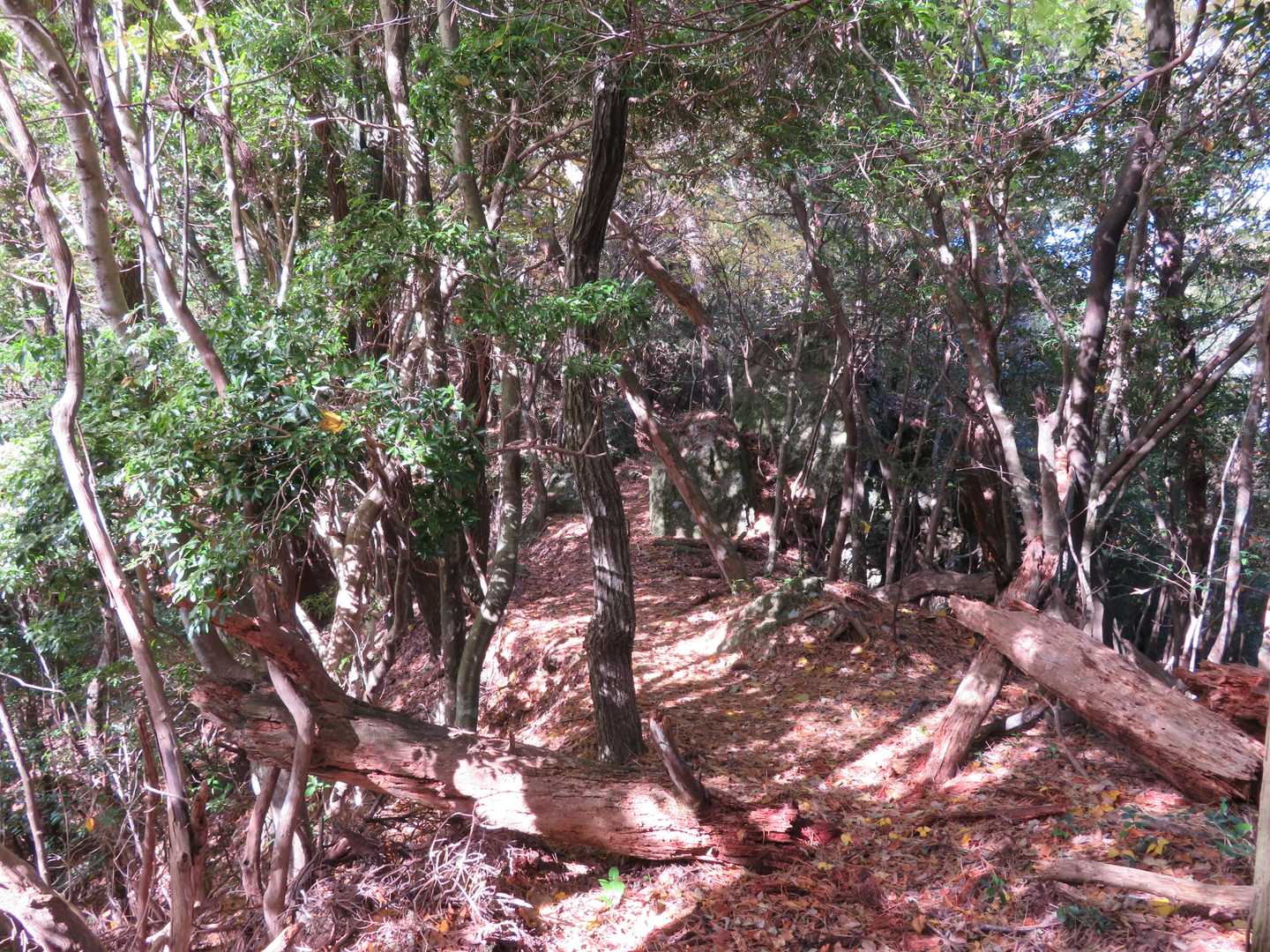 高森山 往復コースの写真