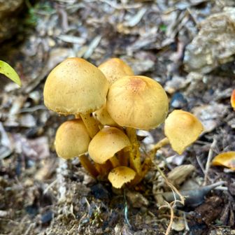 登山道の脇道に生えてるのは“ニガクリタケ”かな🍄‍🟫