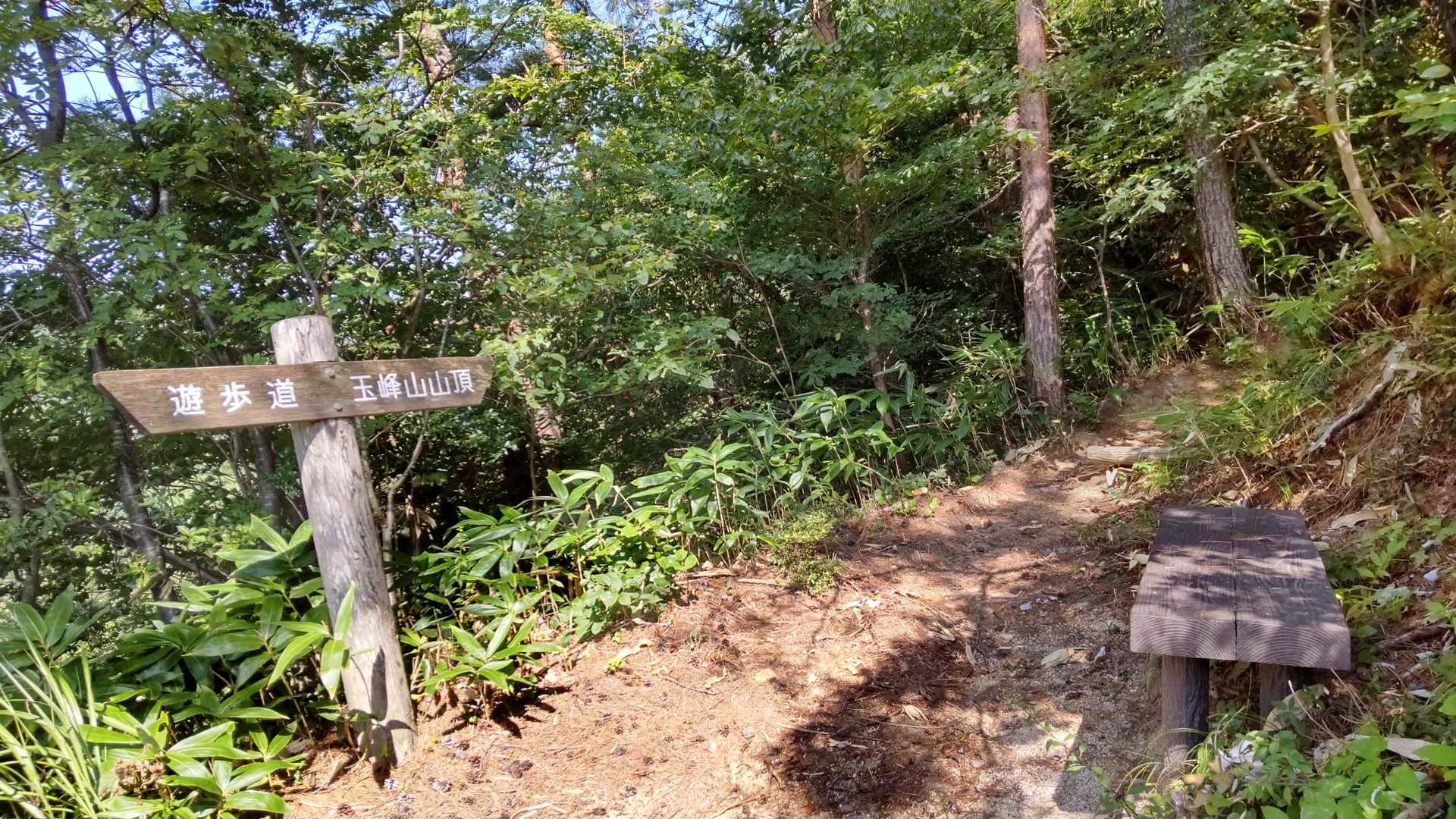 登山道にはベンチが点在してるので休憩を取りやすい🧃
暑いので助かります😌