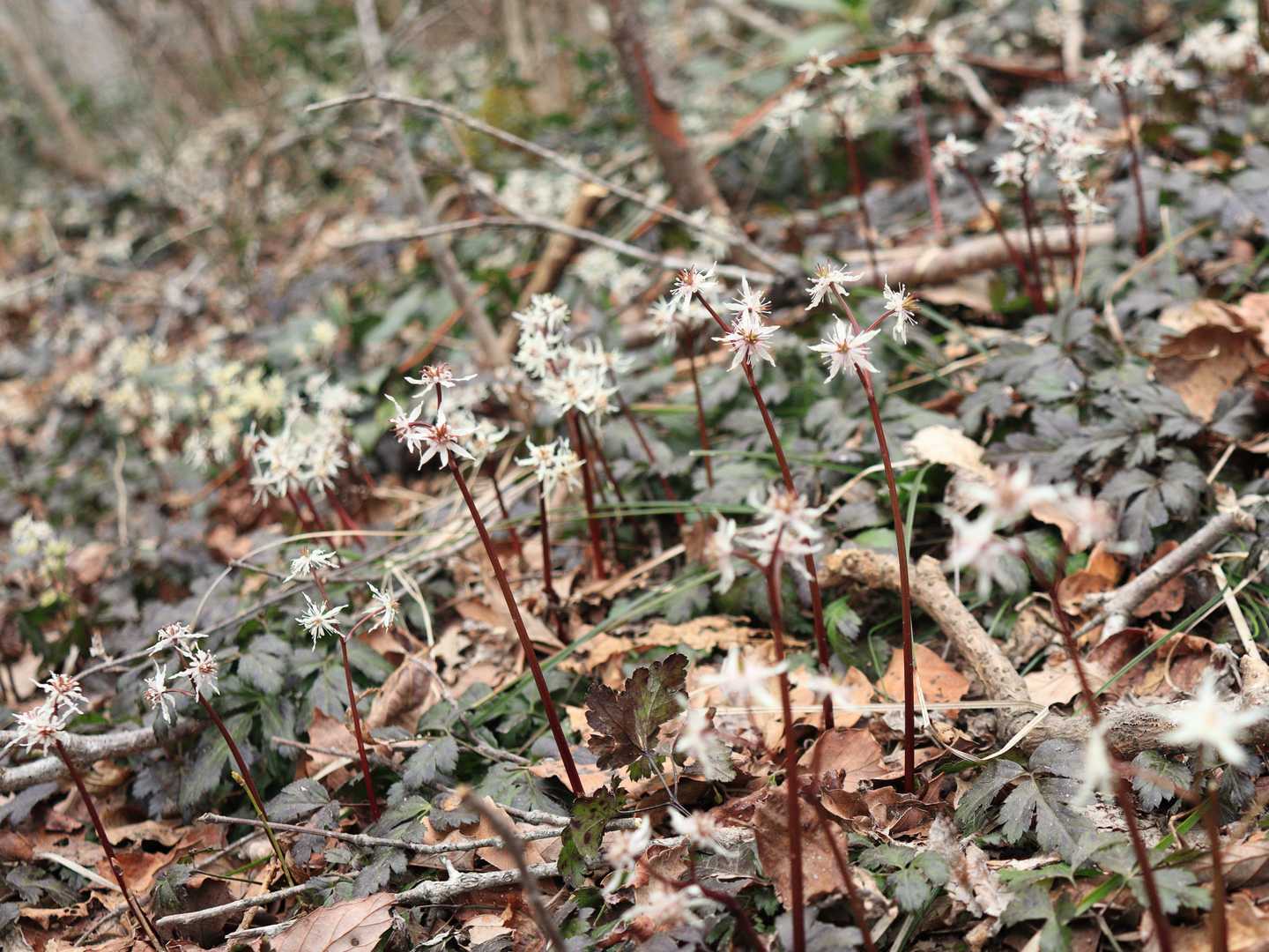 オウレンの群生😍