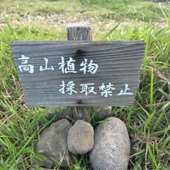 標高3mで高山植物って。🤣