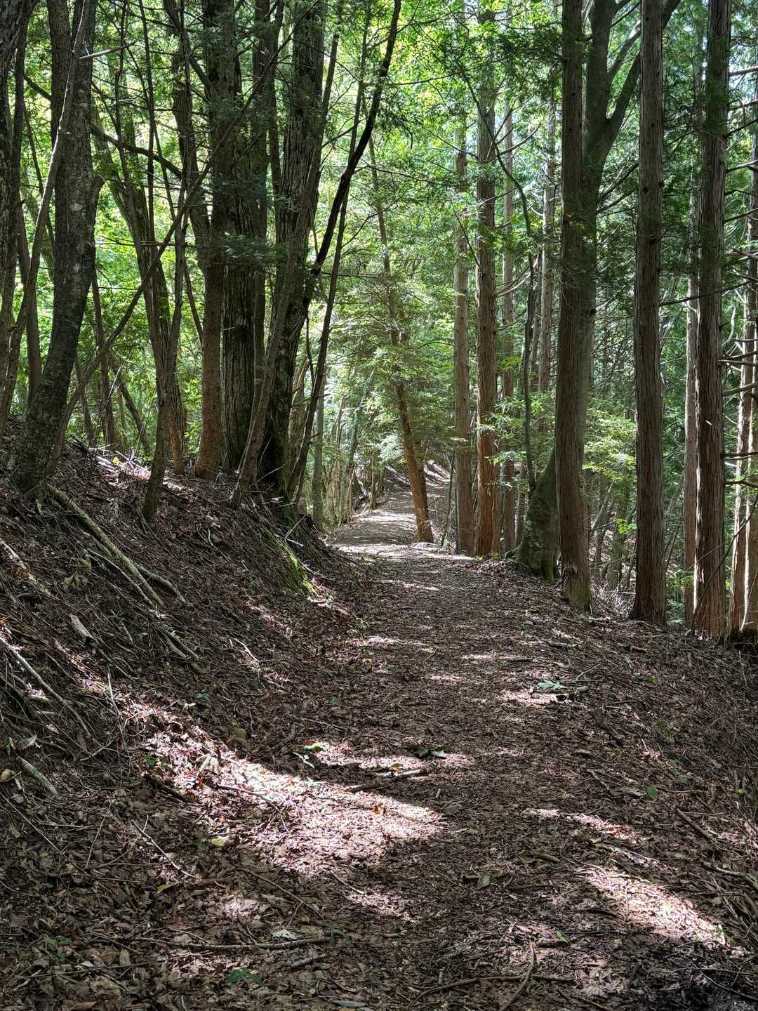 極楽峠-見晴山 往復コースの写真