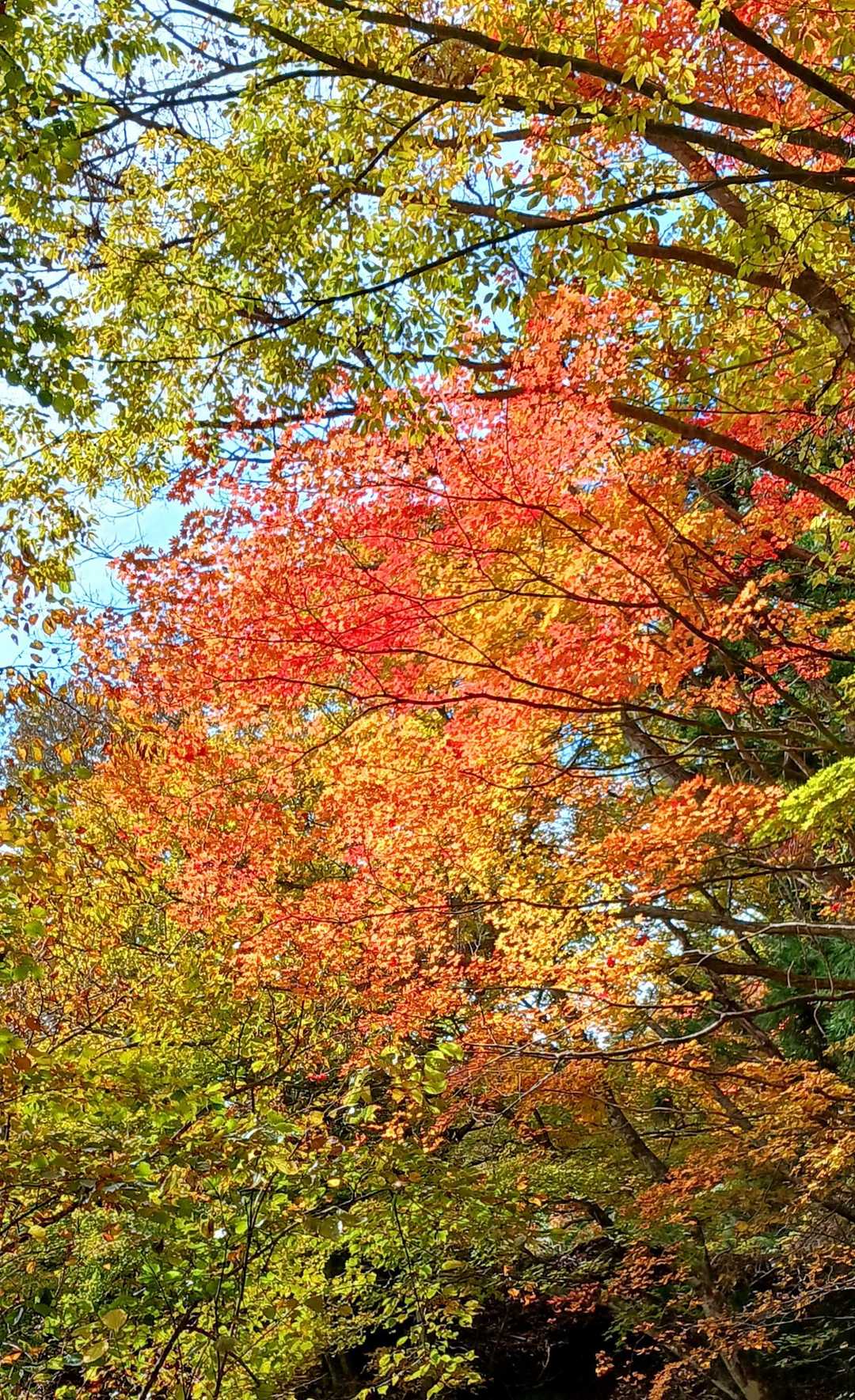 🍁