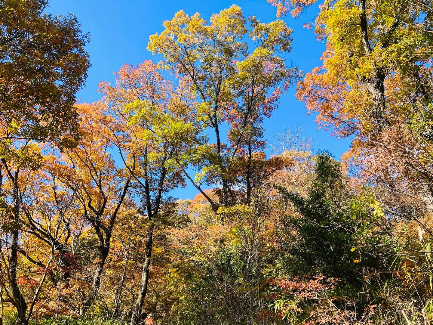 鳶塚-二上山-ながめ坂 周回コースの写真