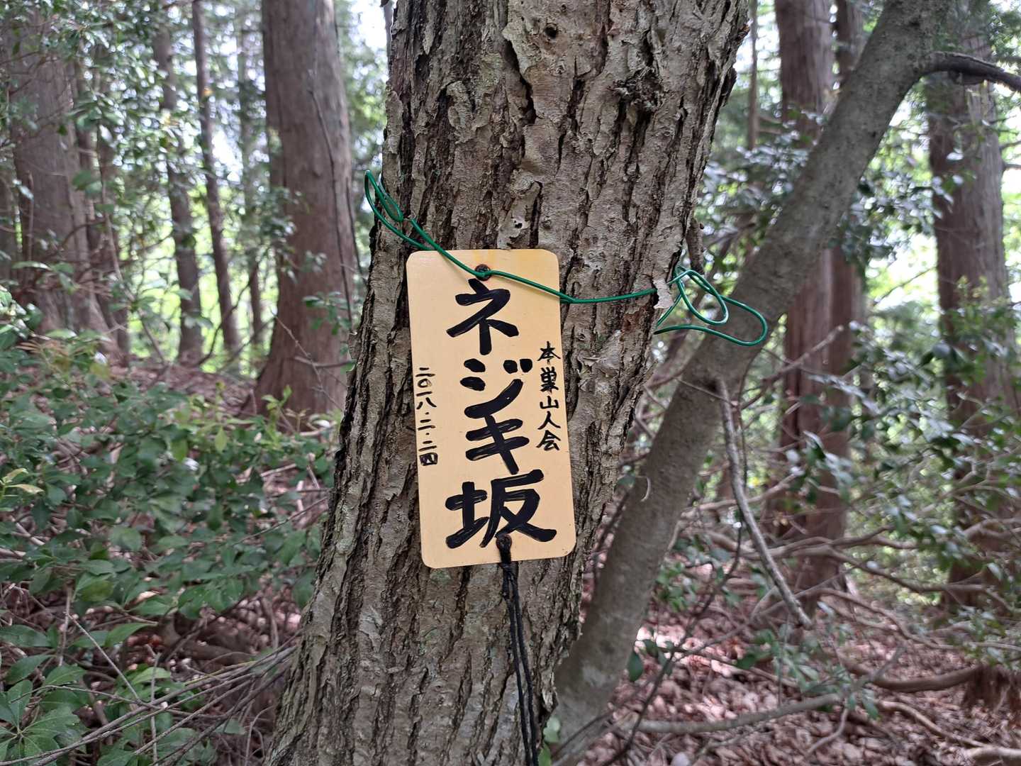 針金はこのように波打って付けておけば幹の成長に対応できる！ハズ