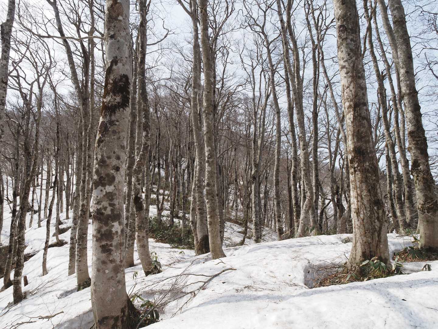 金ヶ谷山が近くなると、雪景色になって来ます。😎