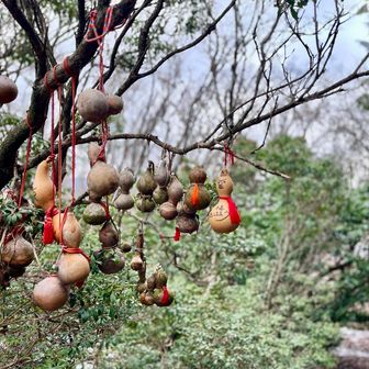 あるのは瓢箪。養老の滝だからな。
