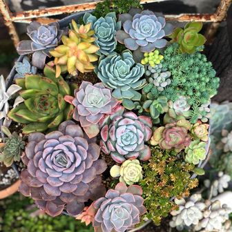 ま～べらす🌿☆*。