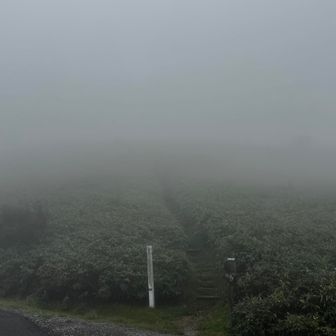 達磨山へのとりつき。
ここでもういいやってなる。