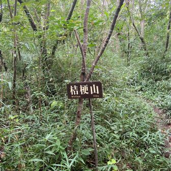 やっと着いたー

東京の山岳会がつけたと思われる山名板
Mt.Kikyo