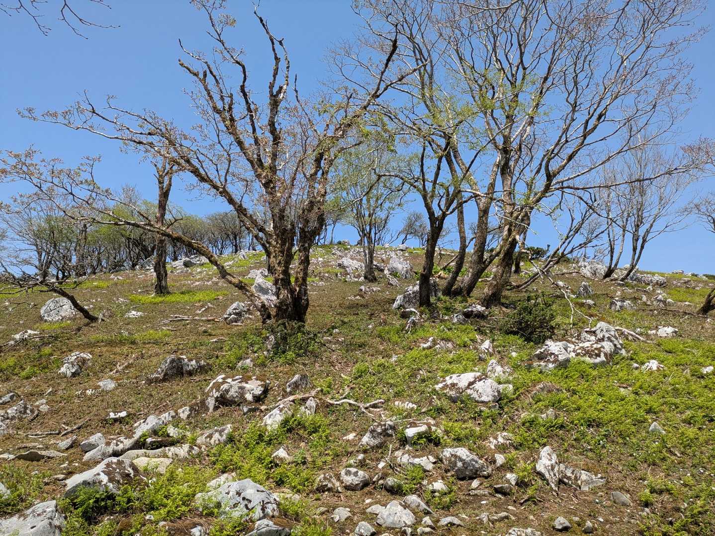 藤原岳登山口-藤原岳-天狗岩-聖宝寺 周回コースの写真