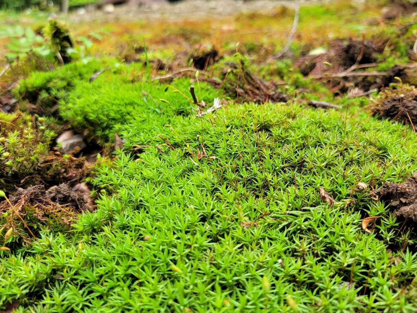 苔の緑も✨