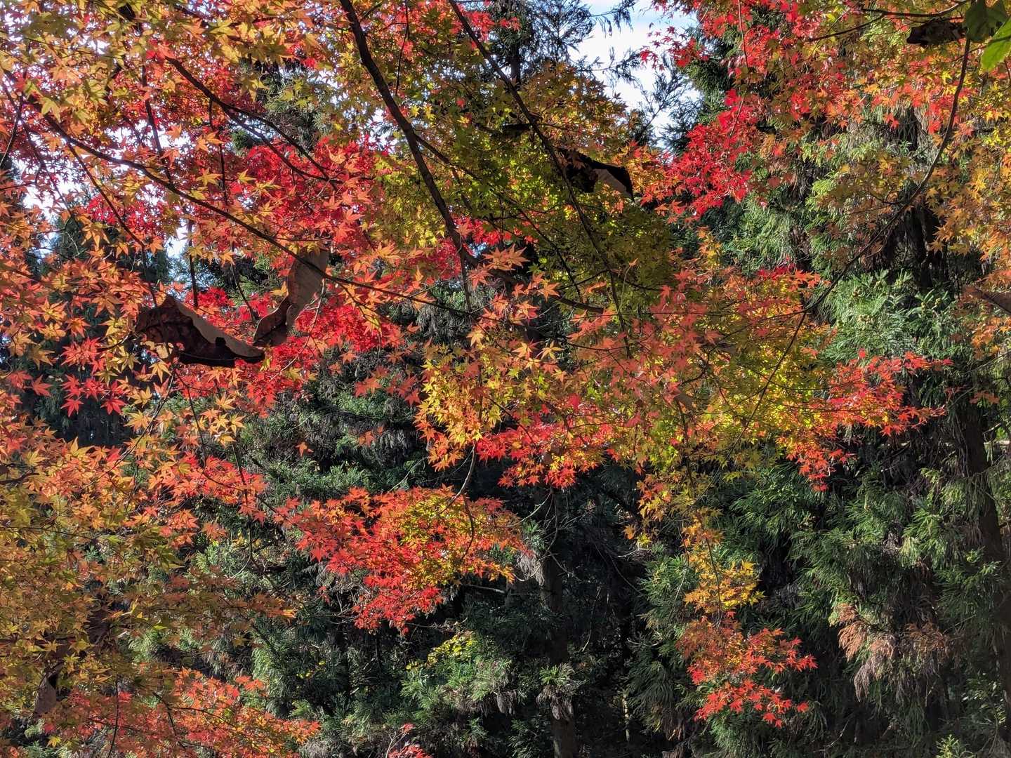 🍁