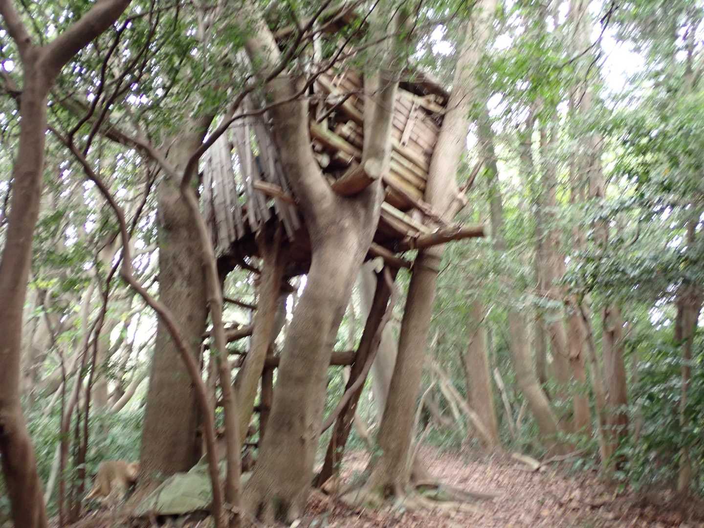 ツリーハウス壊れそうで壊れない😅