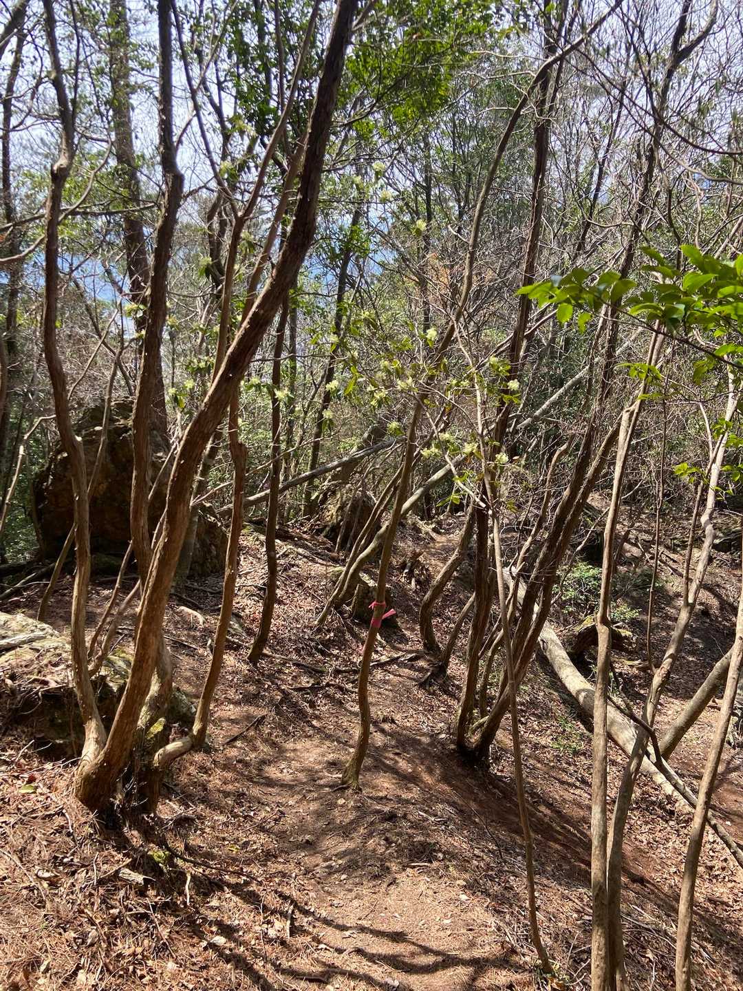 ちらほら咲く道を行く🚶