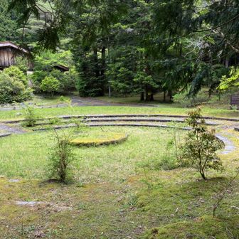 苔がすごい