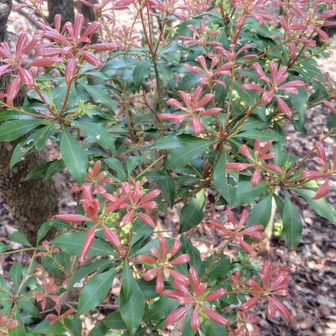 アセビの新芽が、赤い花のよう❤